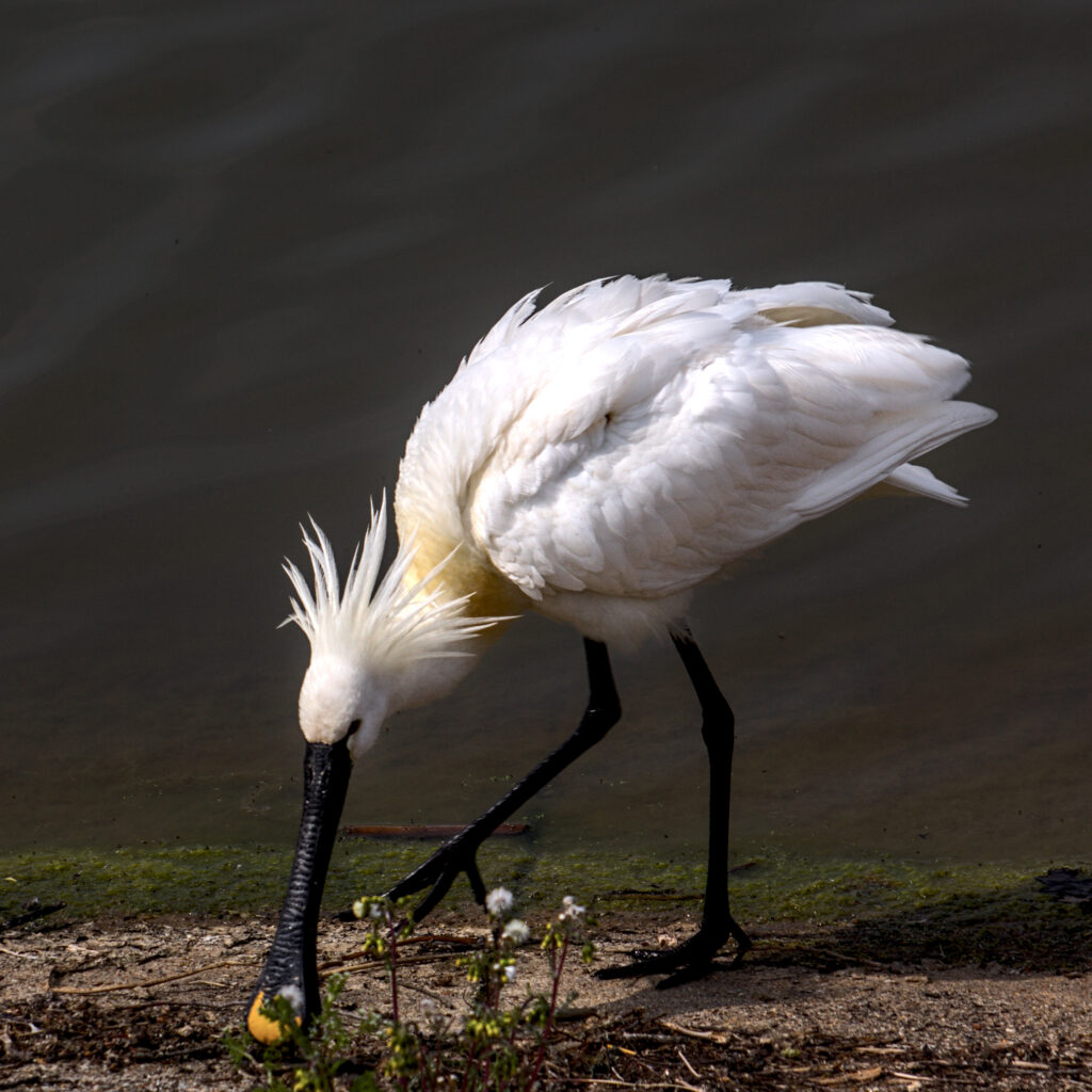 POTY7 Abberton Spoonbill On The Shore Jon Wade 20 Image Of The Night