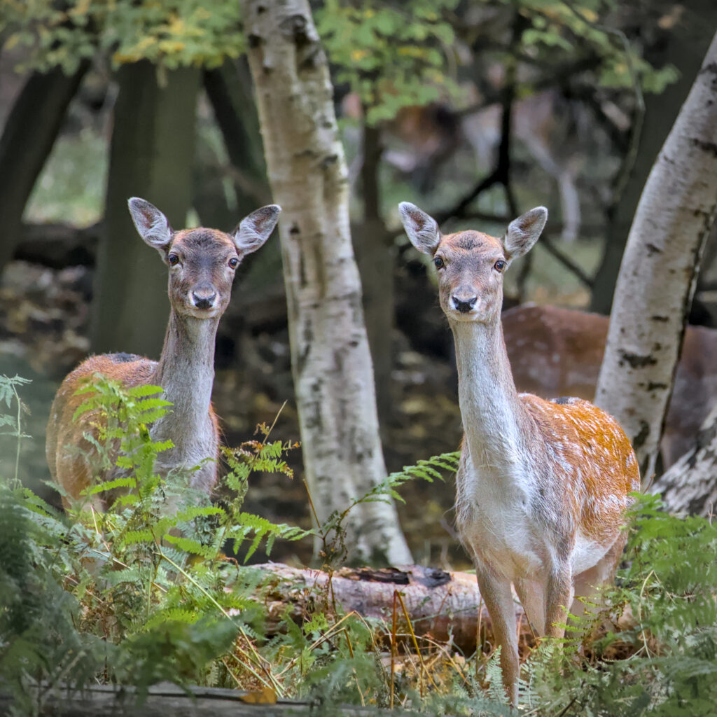 Wildlife Deer In Weald Country Park Jon Wade AT4A1363