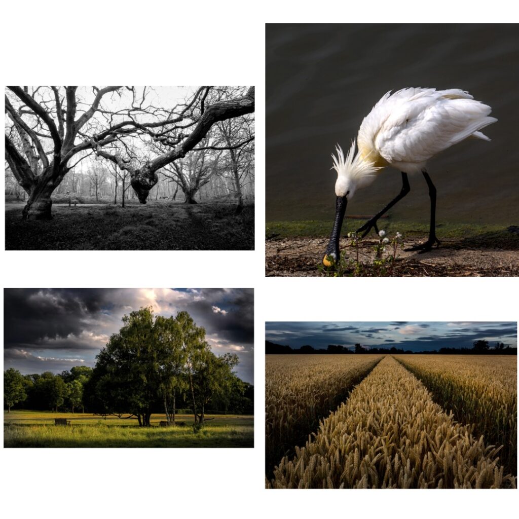 Montage Of Best Photos