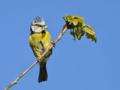 Blue Tit with Caterpillar - Phyllis Currie - May 2026 - Jon Wade - AT4A4226