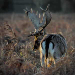 Bushy Park Deer Tidied With Google