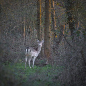 Deer Lookcing Back Phyllis Currie March 2026 Jon Wade AT4A9156 01
