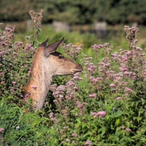 Mammals A Perfectly Hidden Deer Jon Wade IMG 5405