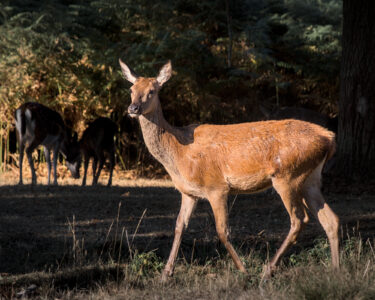 Mammals Bushy Park Deer Jon Wade IMG 5280