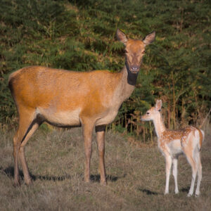 Mammals Mother And Child Jon Wade IMG 5184
