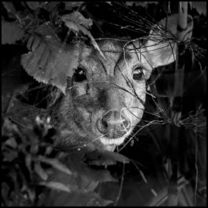 Phyllis Curries Muntjac Jon Wade 4Q6A5413 01
