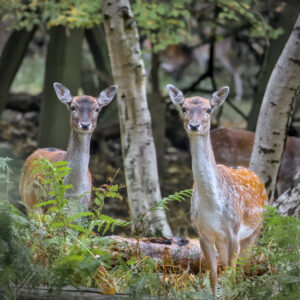 Wildlife Deer In Weald Country Park Jon Wade AT4A1363